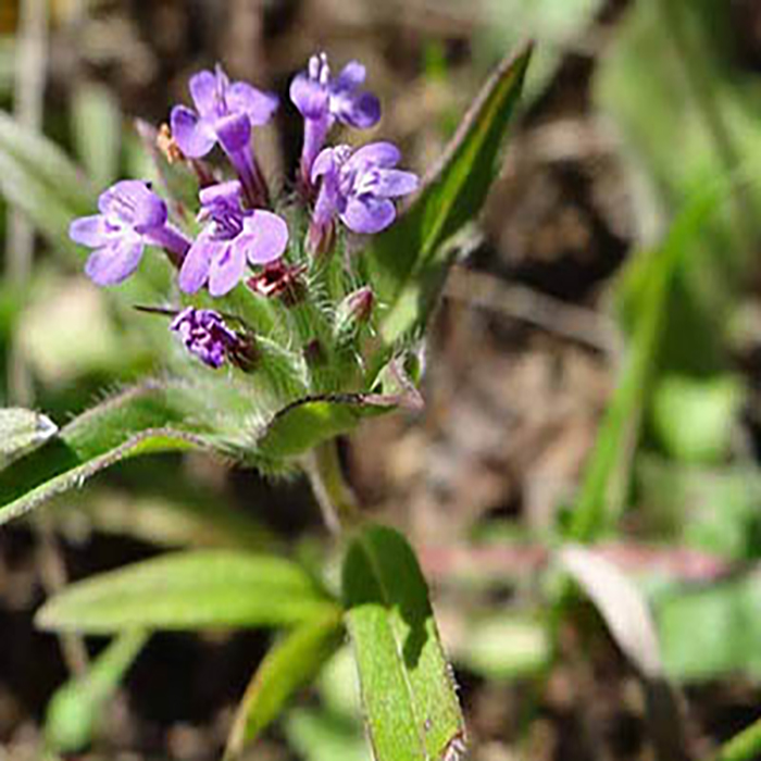 کاکوتی و درمان سرطان معده