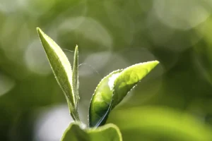 خواص چای سبز